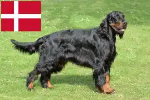 Read more about the article Gordon Setter breeders and puppies in Denmark