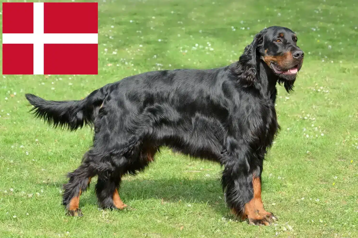 Read more about the article Gordon Setter breeders and puppies in Denmark