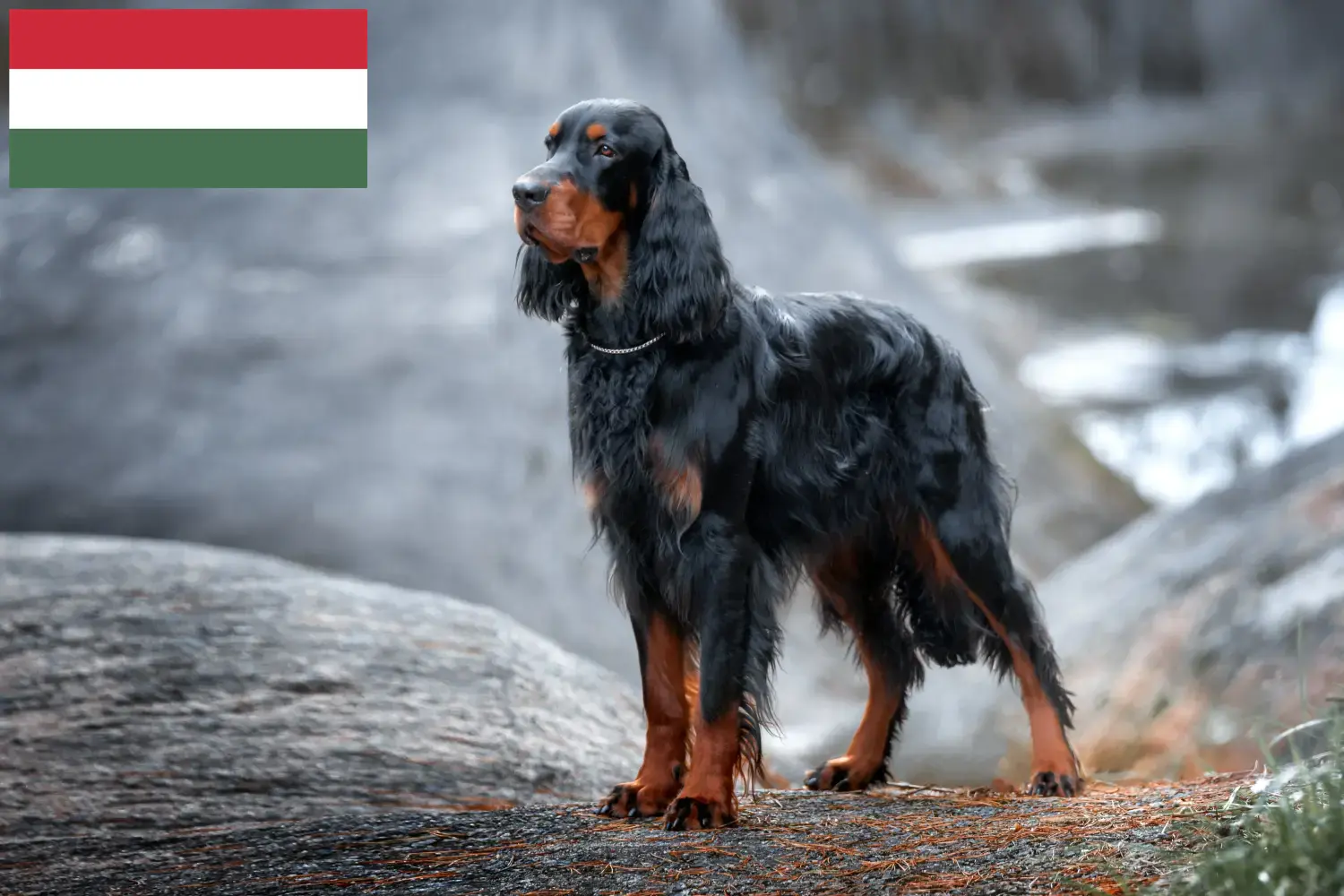 Read more about the article Gordon Setter breeders and puppies in Hungary