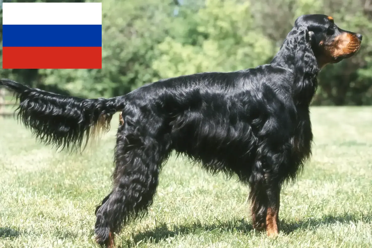 Read more about the article Gordon Setter breeders and puppies in Russia