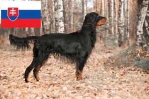 Read more about the article Gordon Setter breeders and puppies in Slovakia