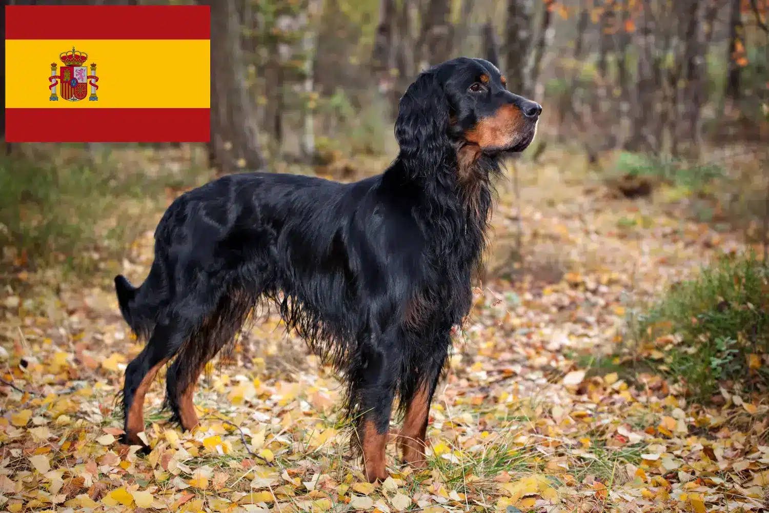 Read more about the article Gordon Setter breeders and puppies in Spain