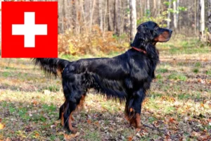 Read more about the article Gordon Setter breeders and puppies in Switzerland