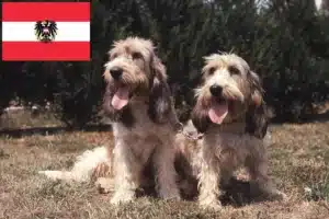 Read more about the article Grand Basset Griffon Vendéen breeders and puppies in Austria