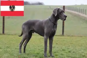 Read more about the article Great Dane breeders and puppies in Austria