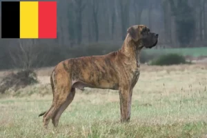 Read more about the article Great Dane breeders and puppies in Belgium