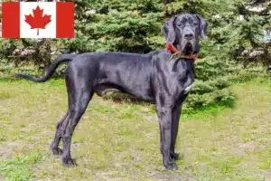 Read more about the article Great Dane breeders and puppies in Canada