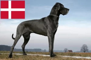 Read more about the article Great Dane breeders and puppies in Denmark