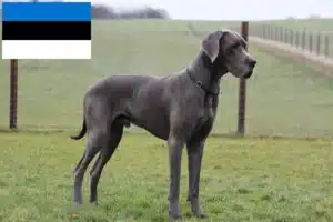 Read more about the article Great Dane breeders and puppies in Estonia