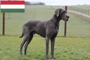 Read more about the article Great Dane breeders and puppies in Hungary