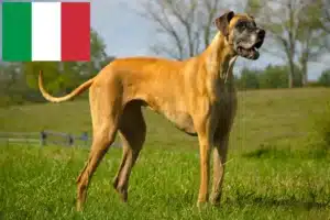 Read more about the article Great Dane breeders and puppies in Italy