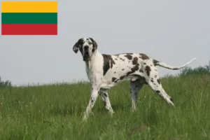 Read more about the article Great Dane breeders and puppies in Lithuania