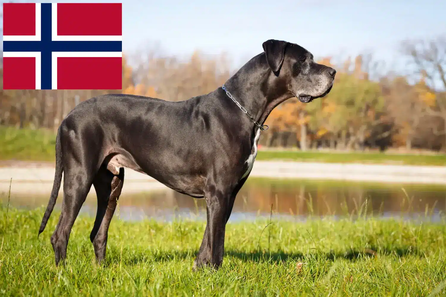 Read more about the article Great Dane breeders and puppies in Norway