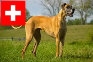 Read more about the article Great Dane breeders and puppies in Switzerland