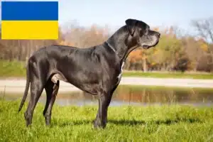 Read more about the article Great Dane breeders and puppies in Ukraine