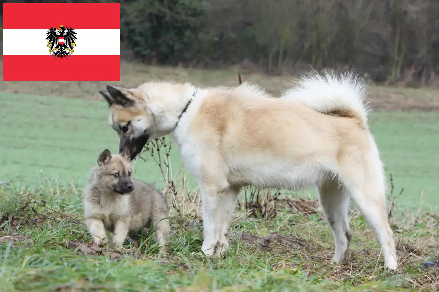 Read more about the article Greenland dog breeders and puppies in Austria