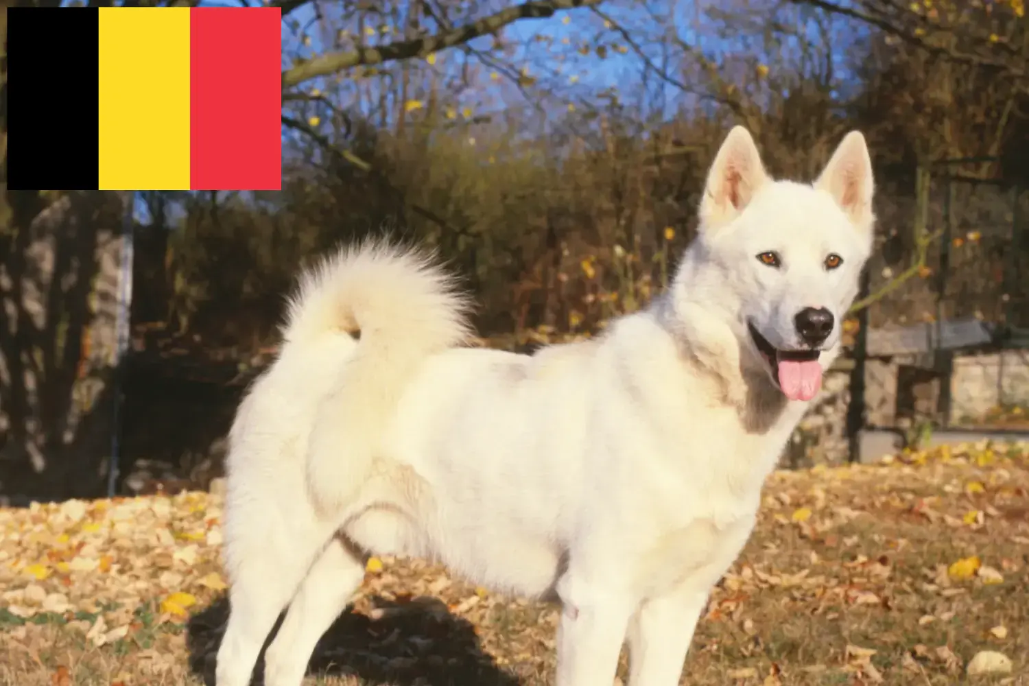 Read more about the article Greenland dog breeders and puppies in Belgium