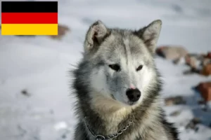 Read more about the article Greenland dog breeders and puppies in Germany