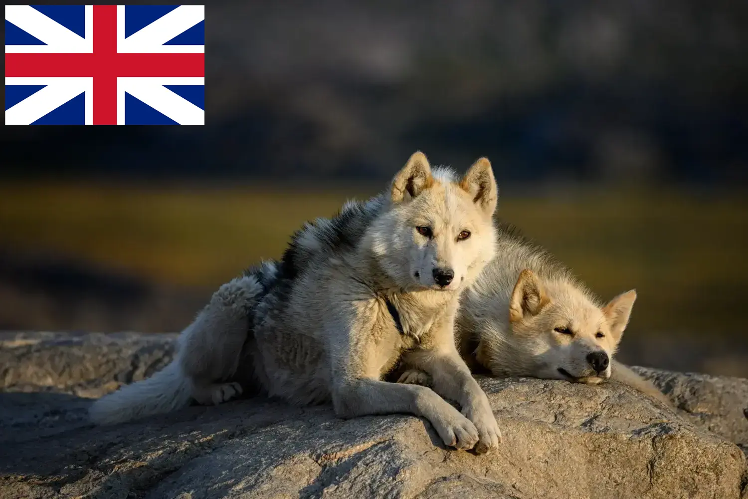 Read more about the article Greenland dog breeders and puppies in Great Britain