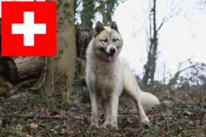 Read more about the article Greenland dog breeders and puppies in Switzerland