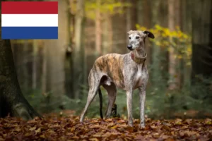 Read more about the article Greyhound breeders and puppies in the Netherlands