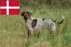 Read more about the article Griffon d’arrêt à poil dur Breeder and puppies in Denmark