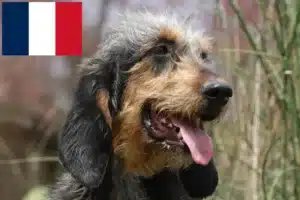 Read more about the article Griffon Nivernais breeders and puppies in France