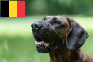 Read more about the article Hanoverian Welding Dog Breeder and Puppies in Belgium