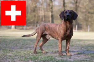 Read more about the article Hannoverscher Schweißhund breeders and puppies in Switzerland