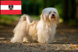Read more about the article Havanese breeders and puppies in Austria