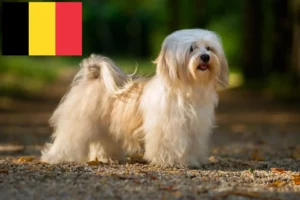 Read more about the article Havanese breeders and puppies in Belgium