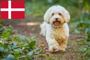 Read more about the article Havanese breeders and puppies in Denmark