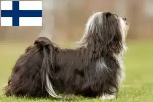 Read more about the article Havanese breeders and puppies in Finland