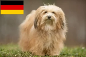 Read more about the article Havanese breeders and puppies in Germany