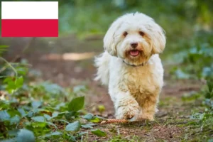 Read more about the article Havanese breeders and puppies in Poland