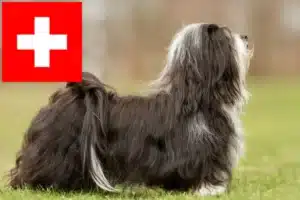 Read more about the article Havanese breeders and puppies in Switzerland