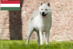 Read more about the article Hokkaido breeders and puppies in Hungary