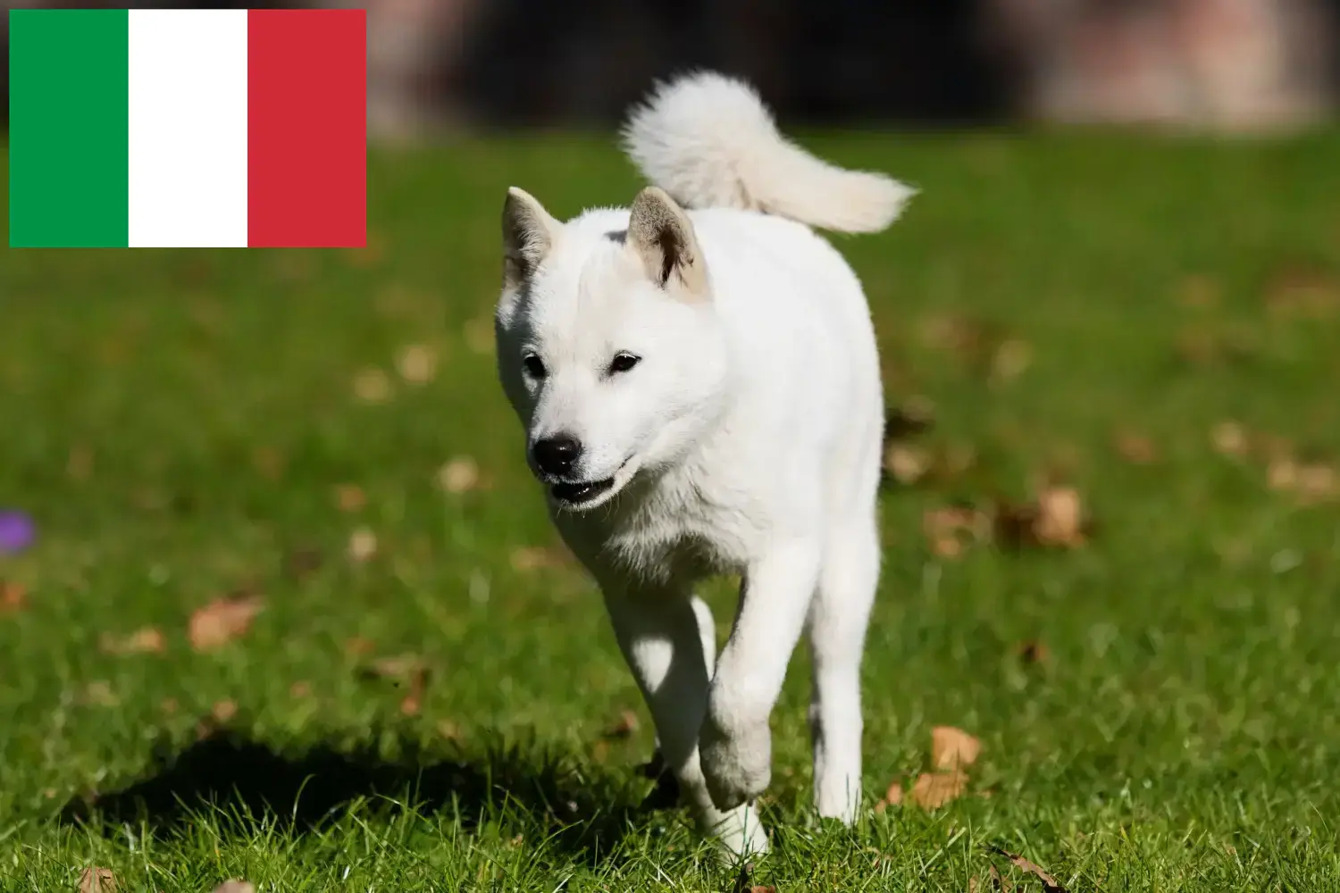 Read more about the article Hokkaido breeders and puppies in Italy