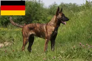 Read more about the article Hollandse Herdershond breeders and puppies in Germany