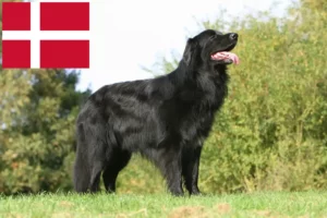 Read more about the article Hovawart breeders and puppies in Denmark