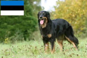 Read more about the article Hovawart breeders and puppies in Estonia