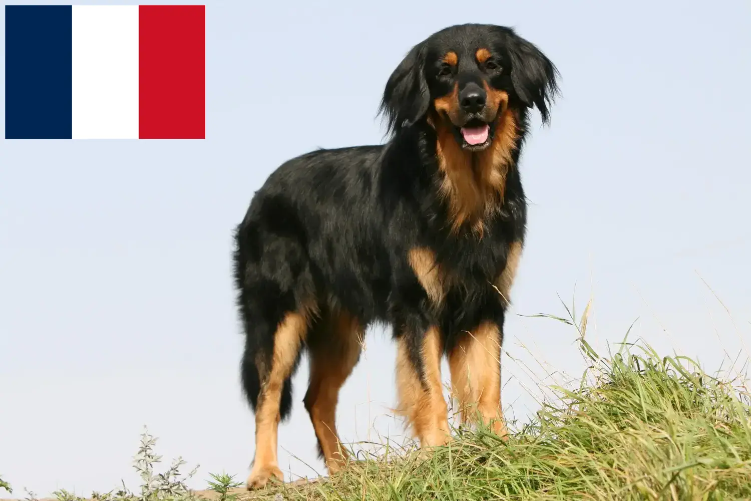 Read more about the article Hovawart breeders and puppies in France