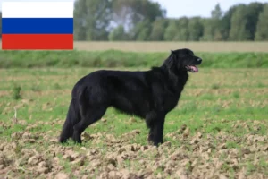 Read more about the article Hovawart breeders and puppies in Russia