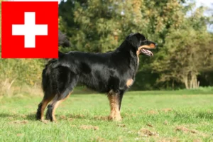 Read more about the article Hovawart breeders and puppies in Switzerland