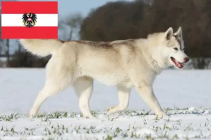 Read more about the article Husky breeders and puppies in Austria