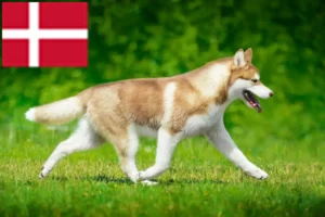 Read more about the article Husky breeders and puppies in Denmark
