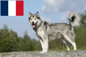 Read more about the article Husky breeders and puppies in France