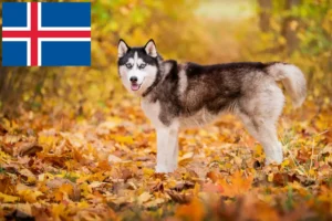 Read more about the article Husky breeders and puppies in Iceland