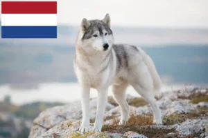 Read more about the article Husky breeders and puppies in the Netherlands