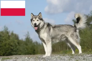 Read more about the article Husky breeders and puppies in Poland